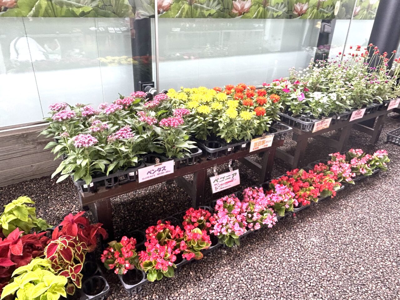 ふれあいの里HASUパークの屋外で販売されていた季節の花々