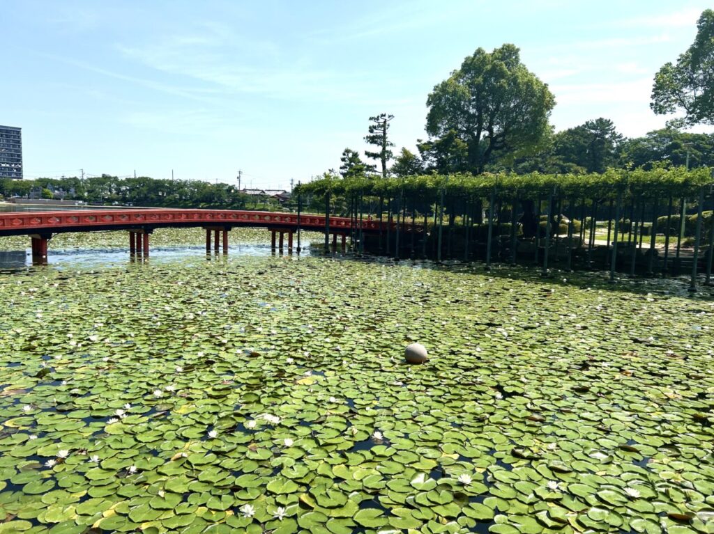 水面に広がる白いスイレン