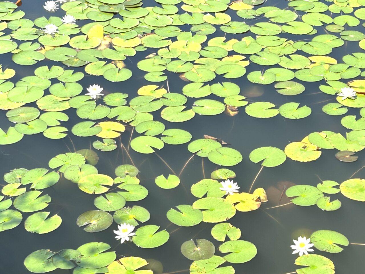 天王川公園丸池に咲く白いスイレンの花