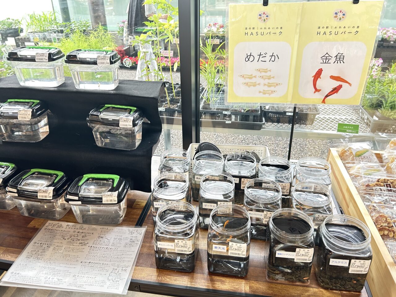 ふれあいの里HASUパークの売場で販売されていた観賞用メダカ