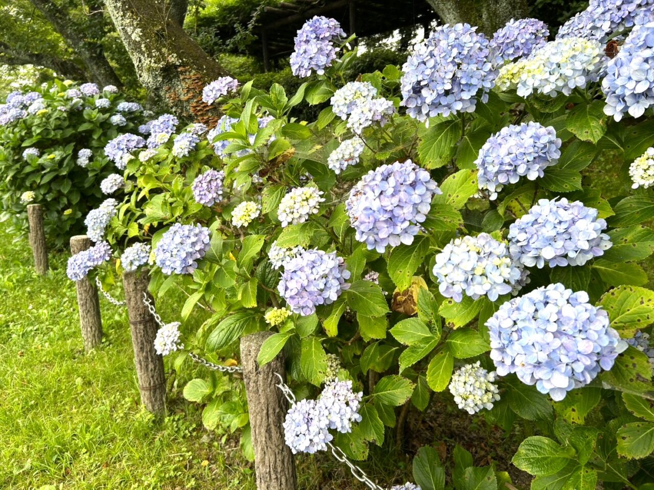 船頭平河川公園のあじさい