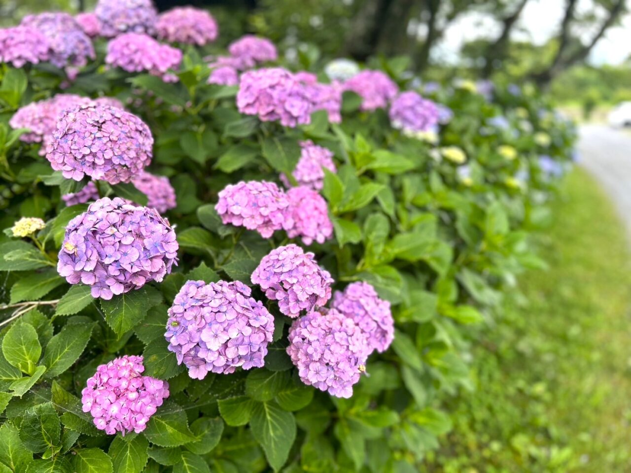 船頭平河川公園のあじさい