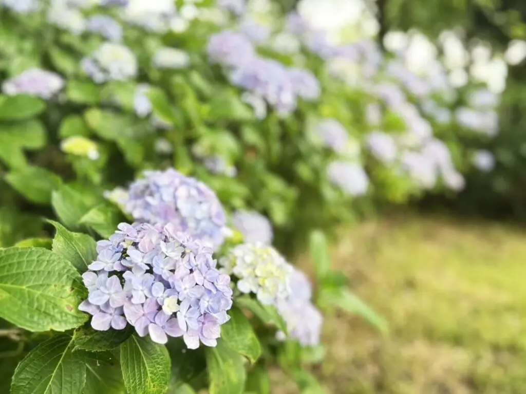 船頭平河川公園のあじさい