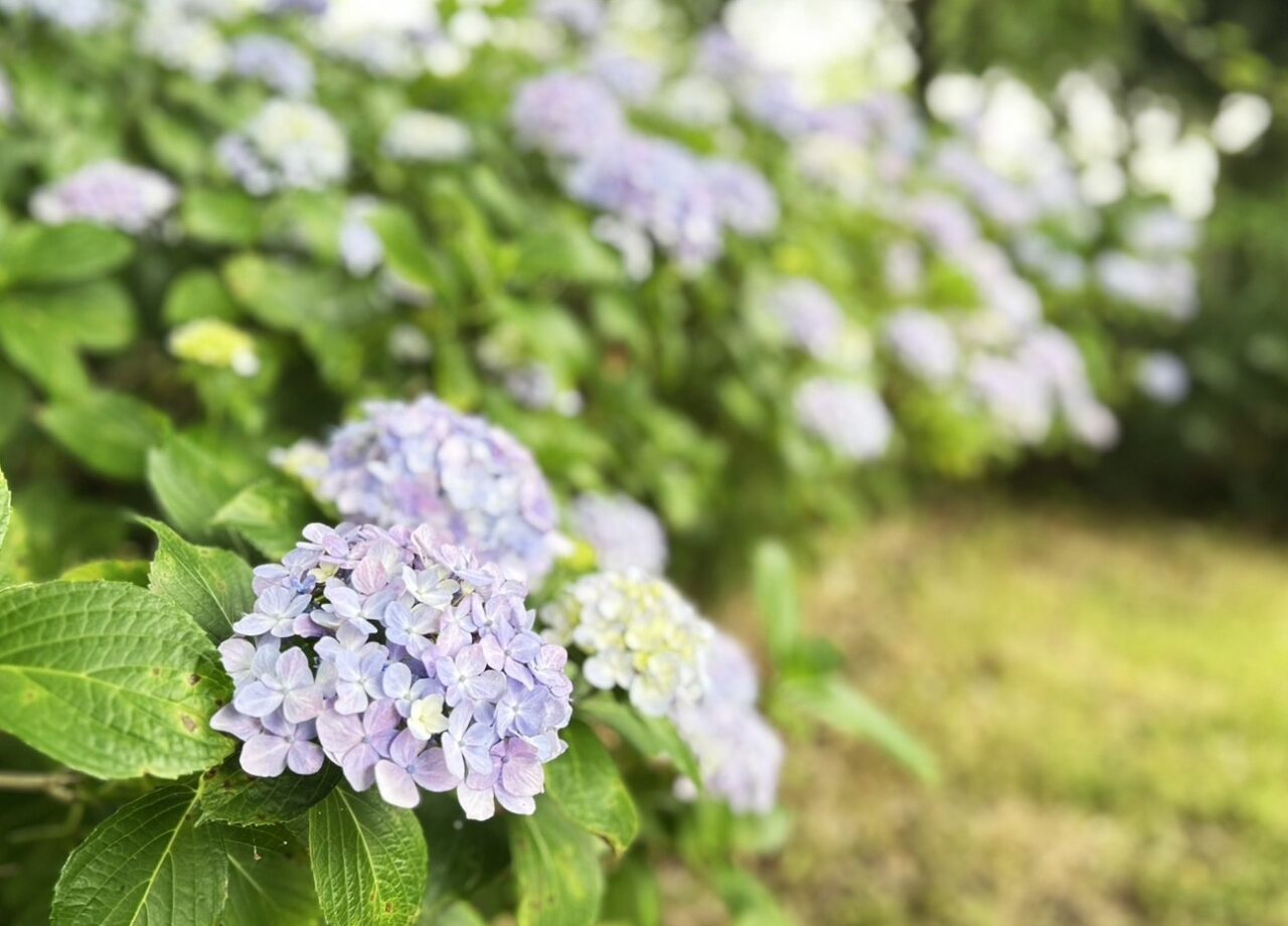 船頭平河川公園のあじさい