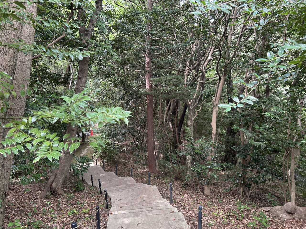  常緑広葉樹林の林内風景