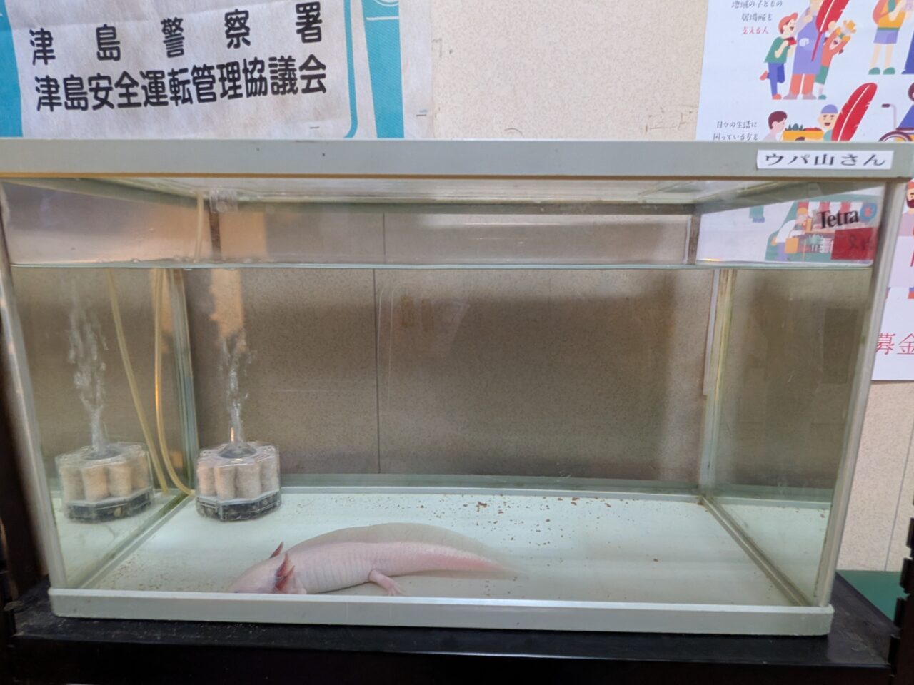 焼肉山ちゃんの入口にあるウーパールーパー『ウパ山さん』の水槽