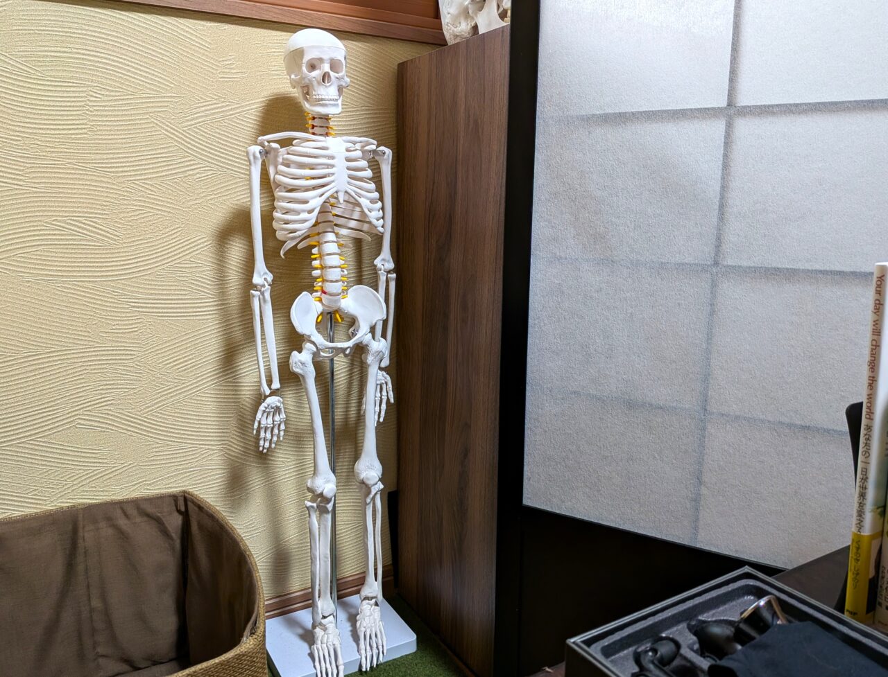 骨格説明に使用される全身骨格模型。