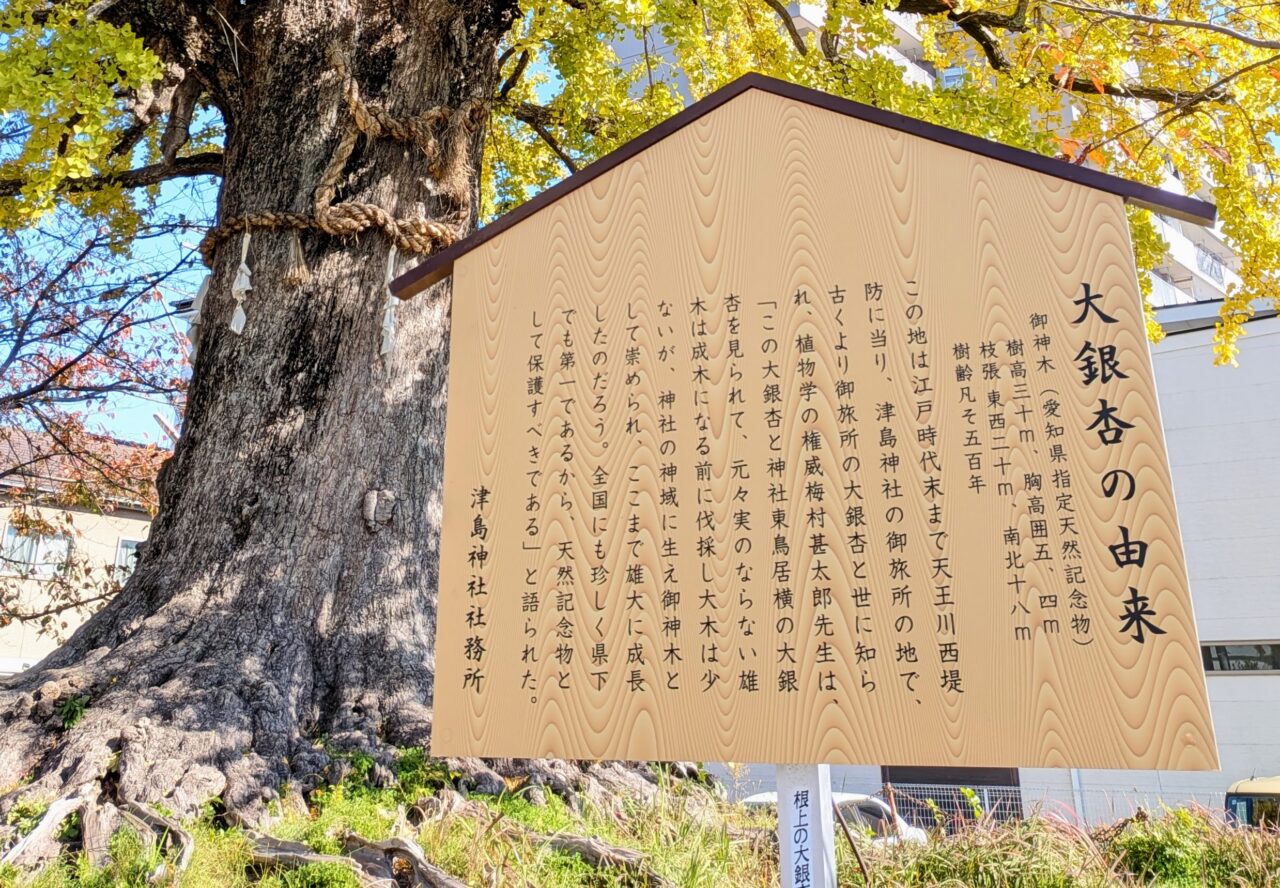 馬場町のイチョウに設置された「大銀杏の由来」看板と根元の様子
