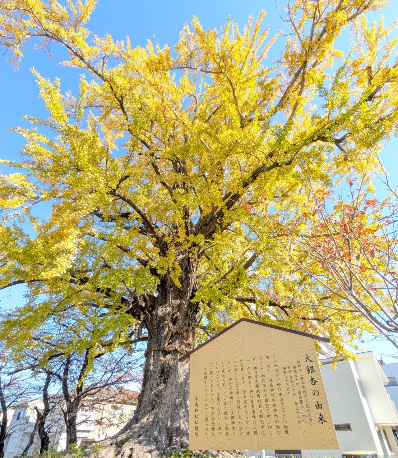 馬場町側の津島神社の大イチョウ