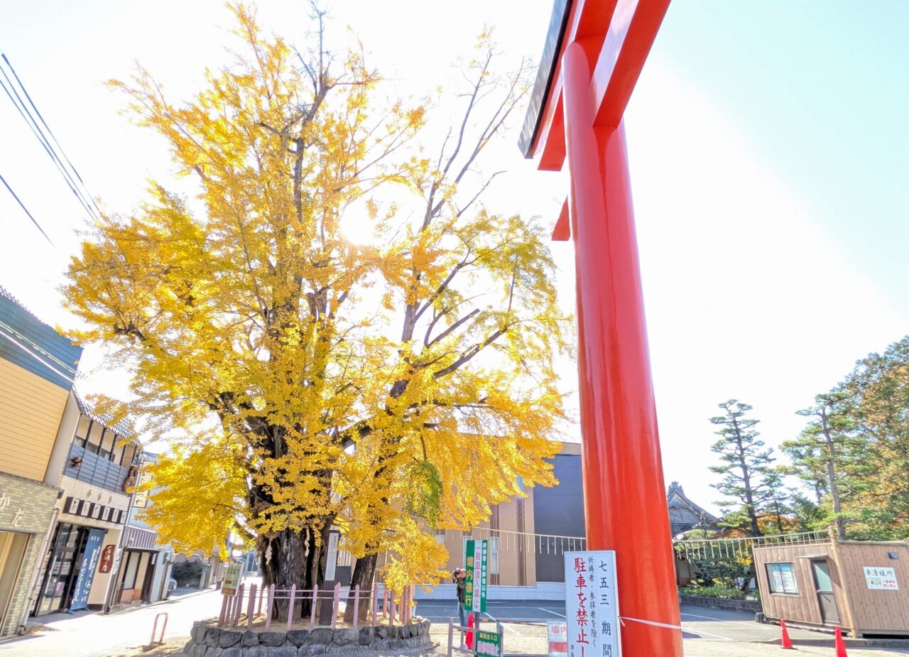 津島神社の大イチョウと並ぶ朱色の鳥居の風景