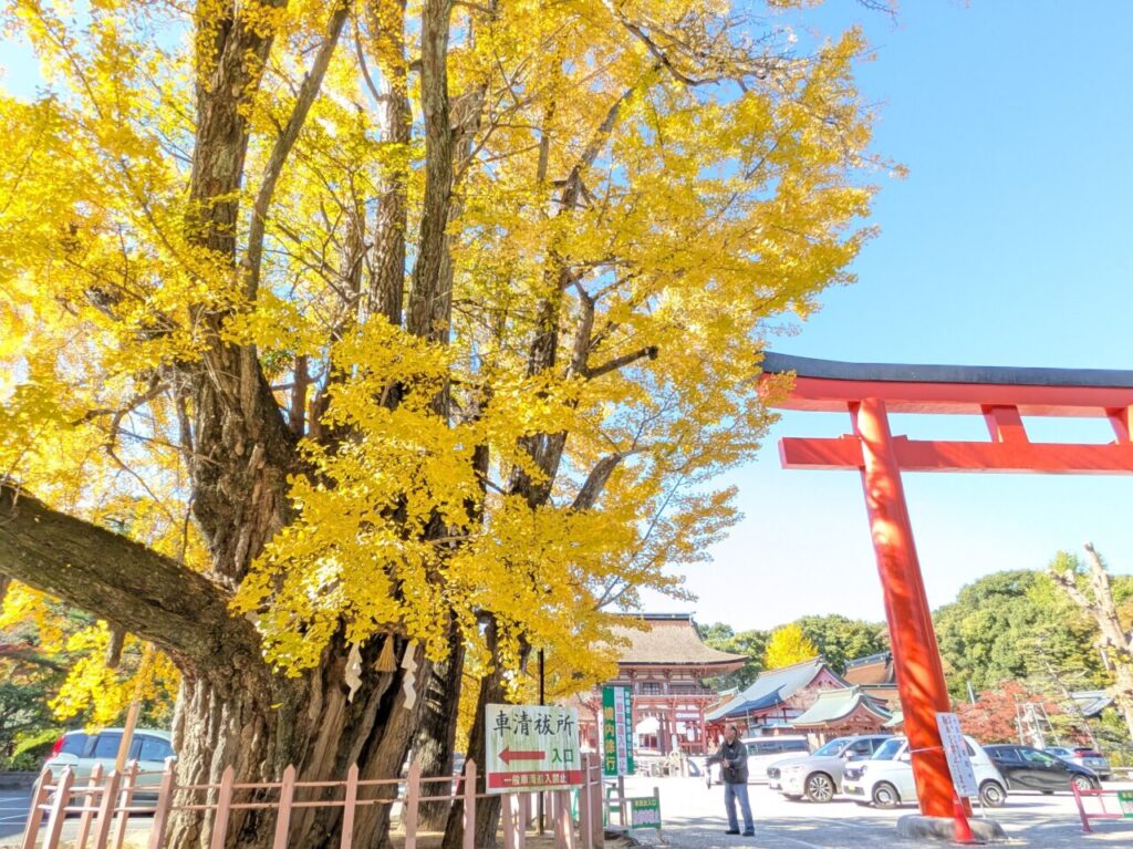 赤鳥居の脇に立つ津島神社のイチョウ