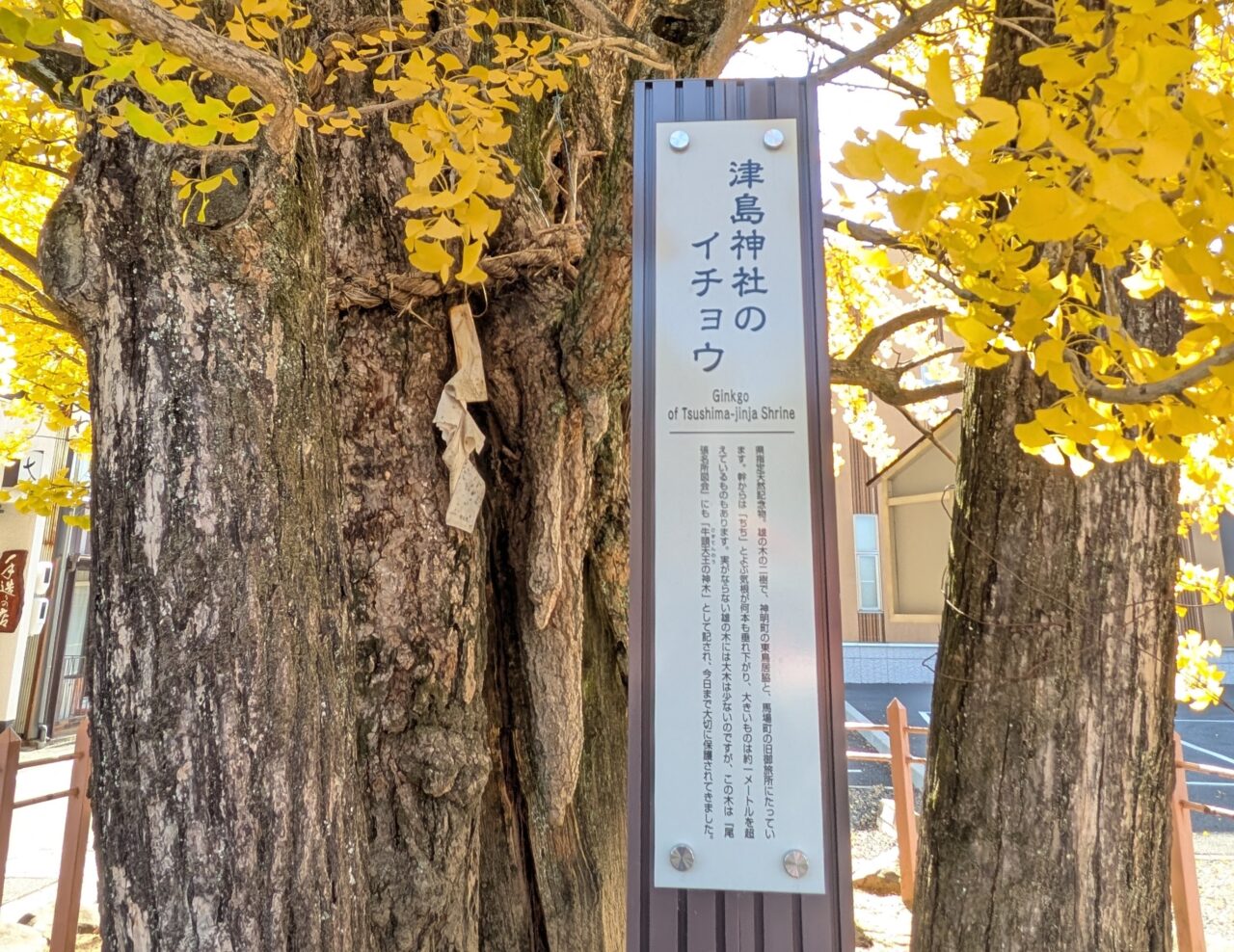 津島神社のイチョウに設置された標柱