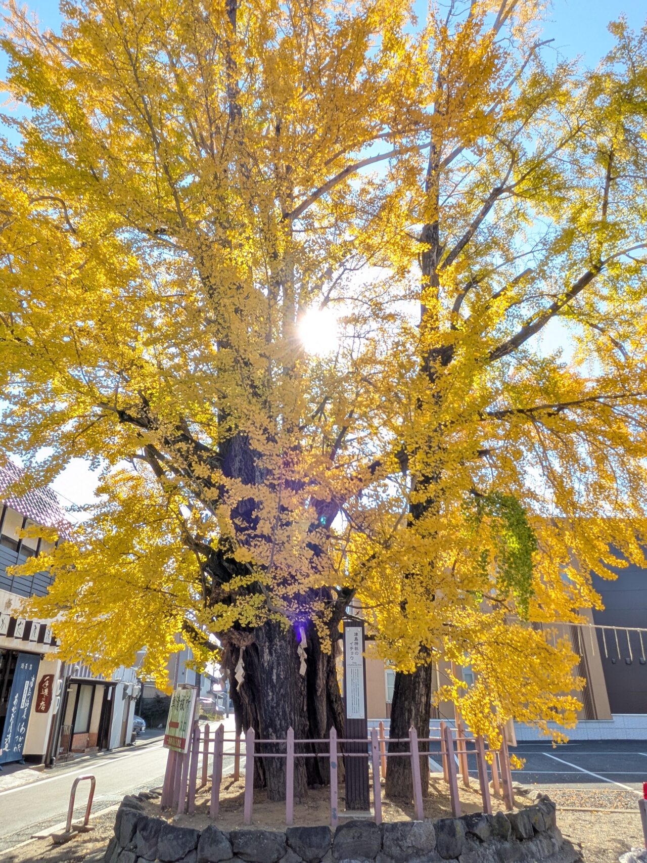 秋の陽光に照らされる津島神社の大イチョウ
