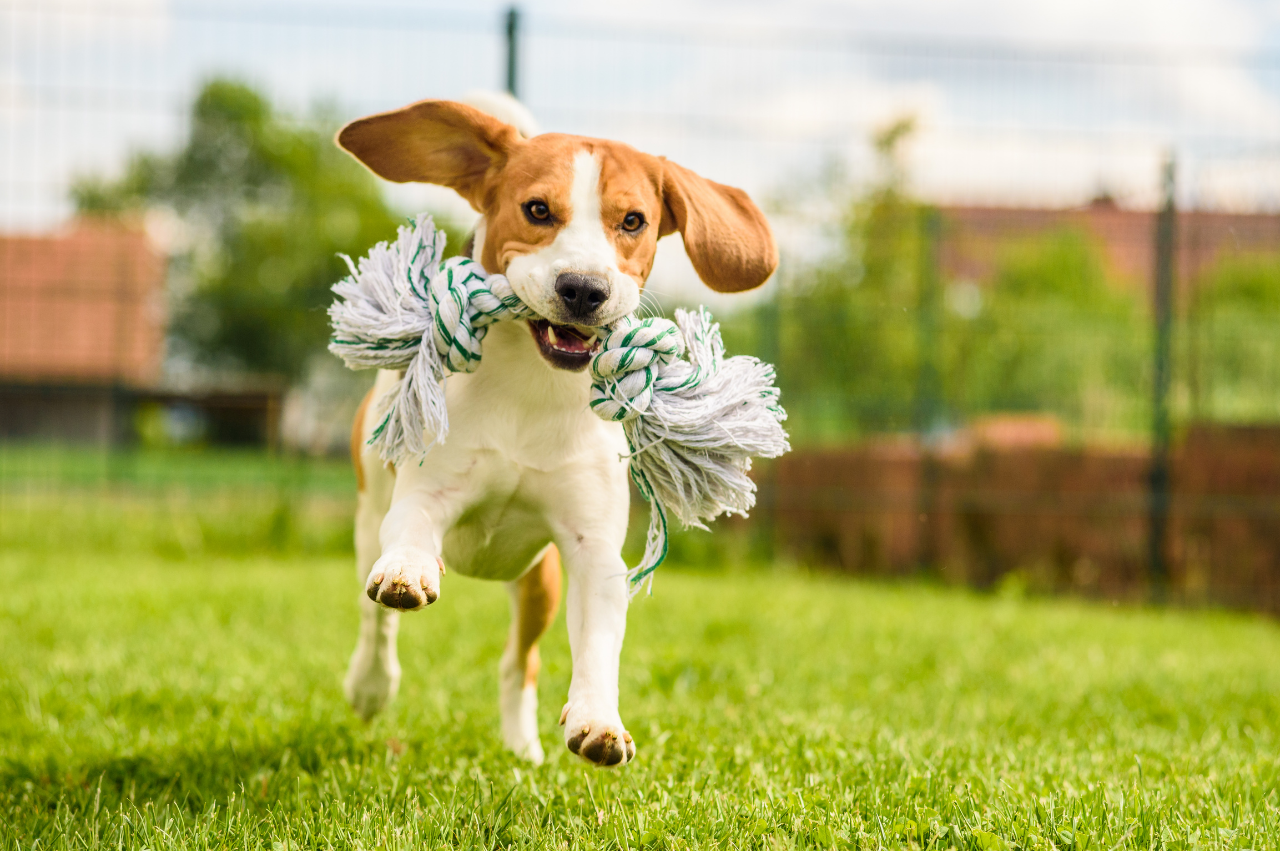 犬がドッグランで遊ぶ様子