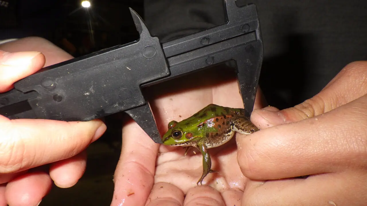 ナゴヤダルマガエルの体長を測定する科学部の生徒の手元