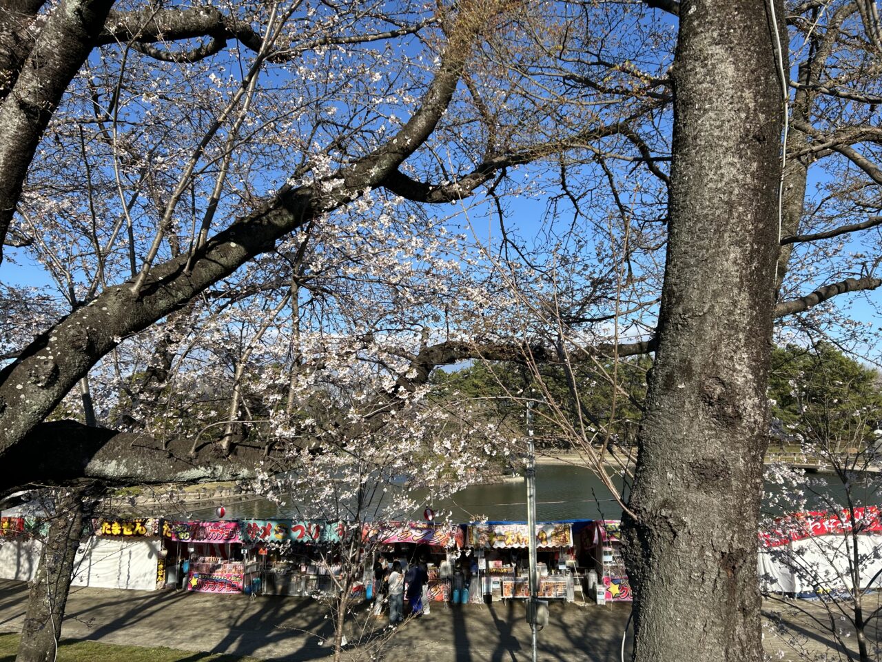 春の天王川公園 桜の景観
