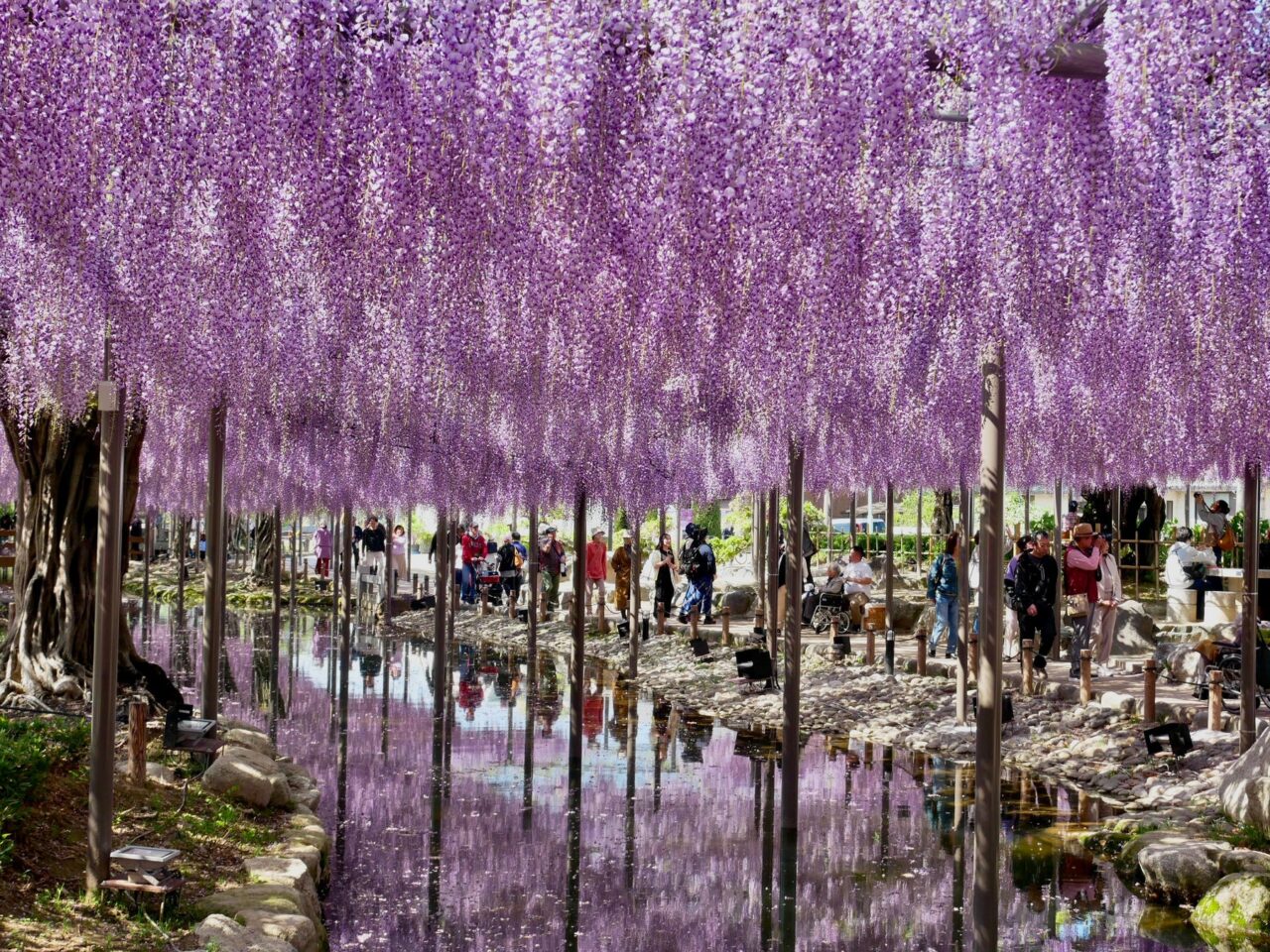 天王川公園の疎水の水面に美しく映り込む幻想的な逆さ藤の景色