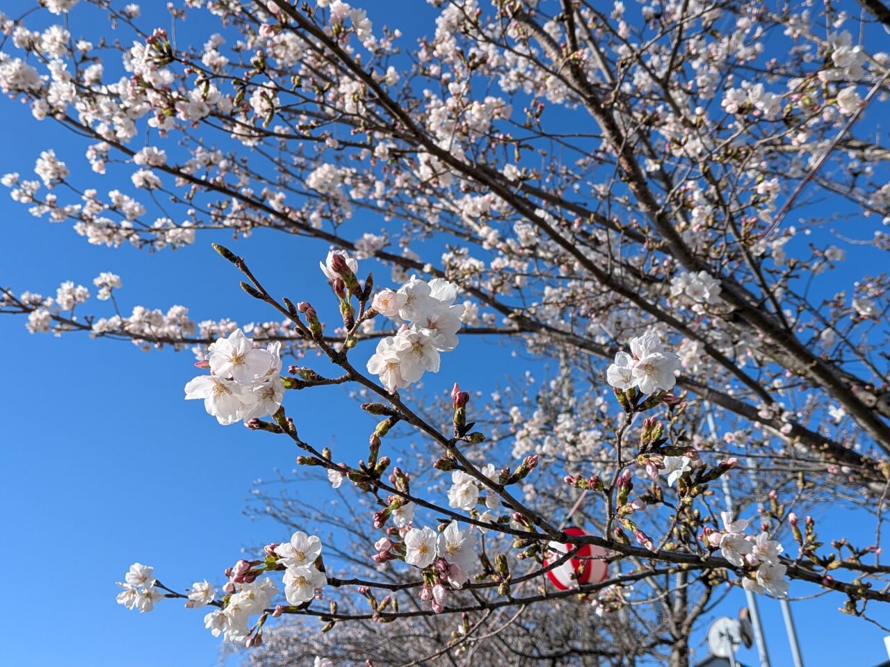 つぼみと開花した桜の様子 天王川公園