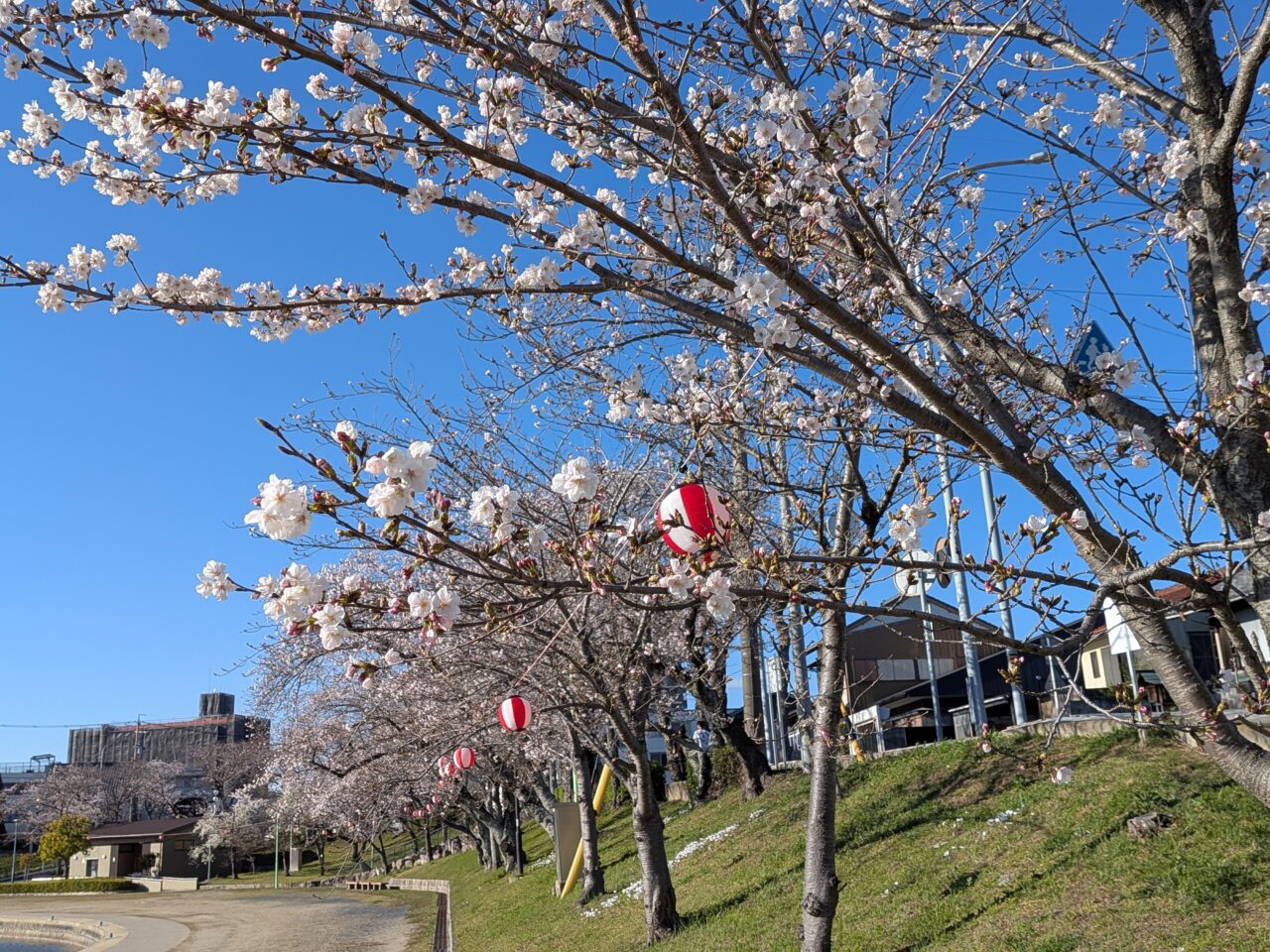 天王川公園の桜並木と提灯の様子