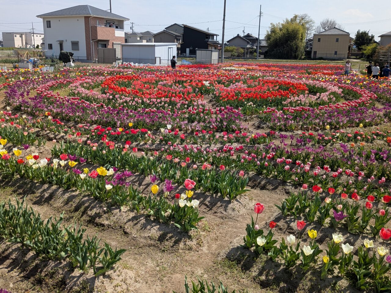 デザインされた円形状の植栽が美しいチューリップ畑の様子