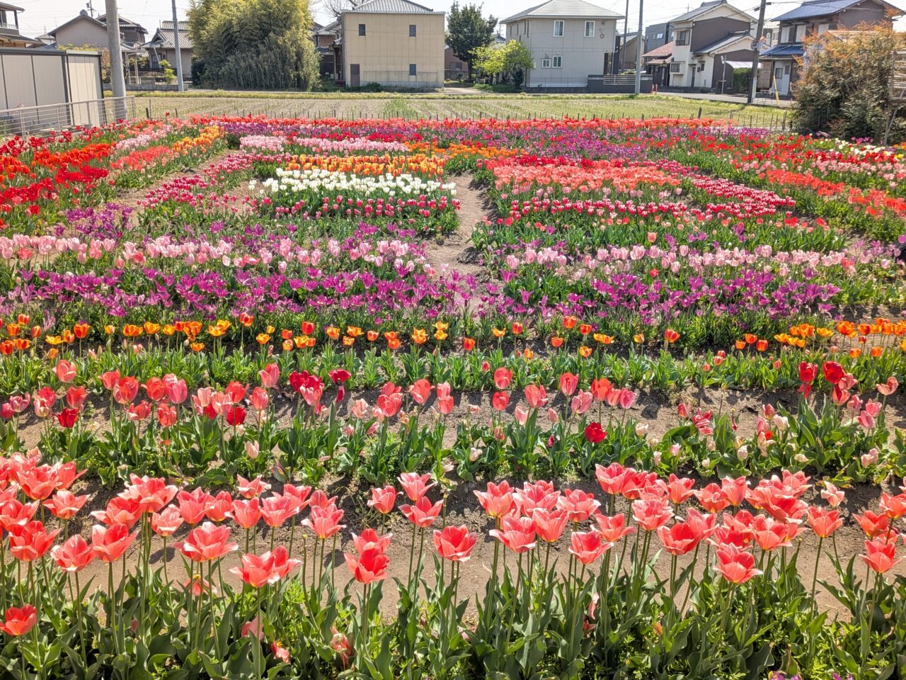 住宅街の傍らで大切に管理されている地域住民に親しまれる花畑