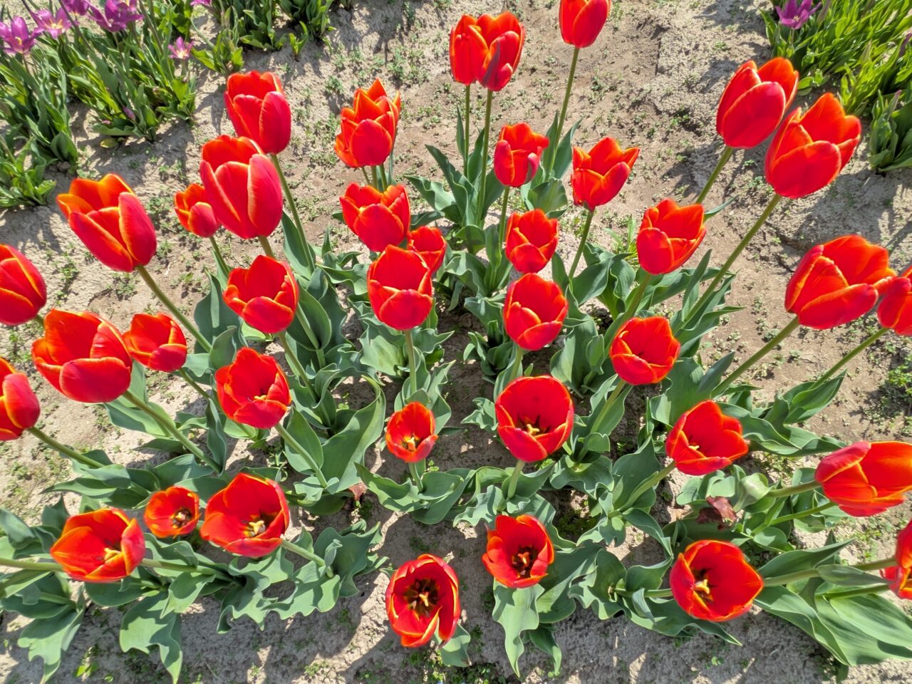 青空の下で一斉に開花した色鮮やかなチューリップのクローズアップ