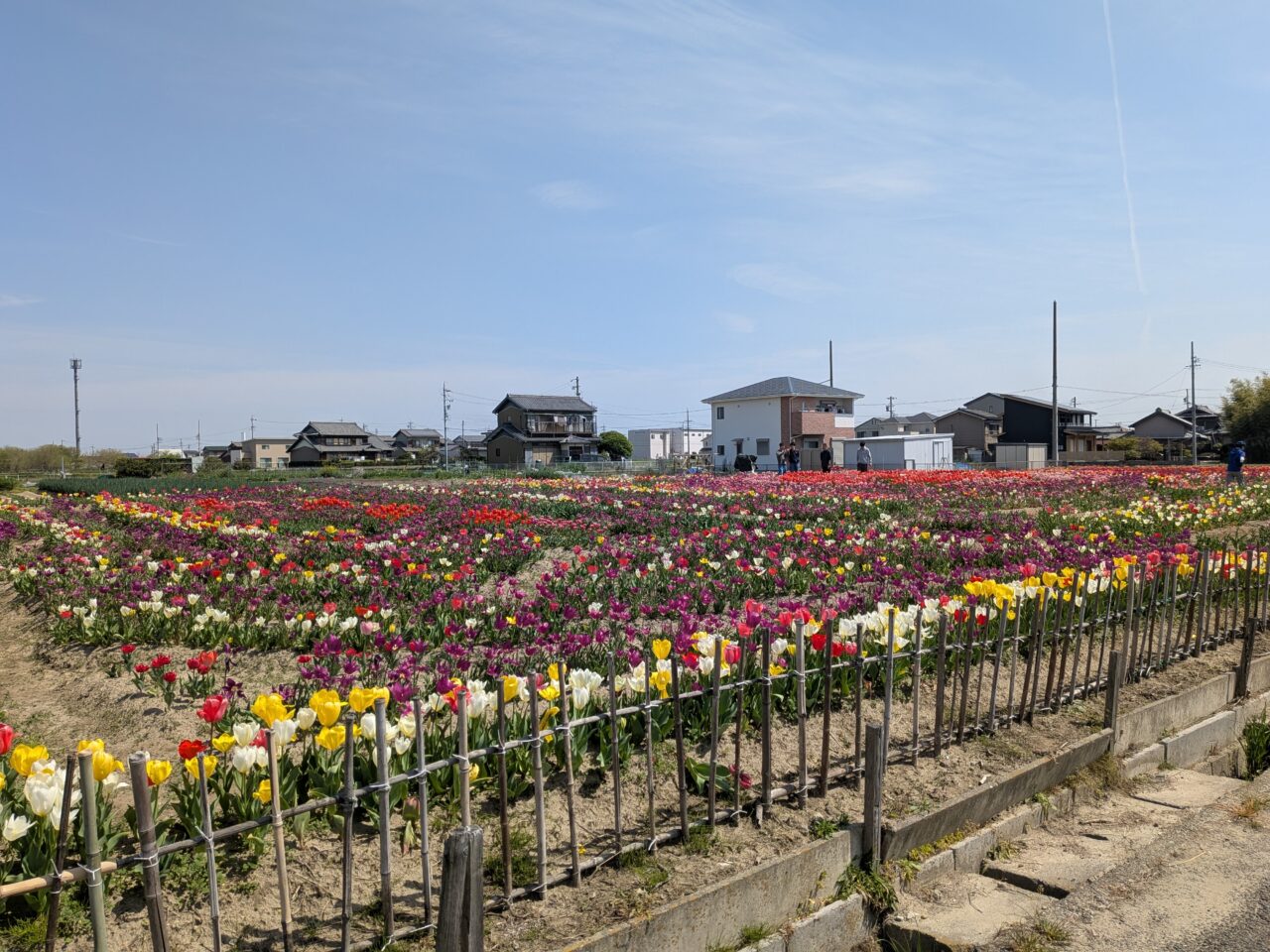 あま市花長西出の「花正観音道」沿いに広がる満開のチューリップ畑