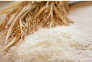 愛西市の酒造りで使用される精米歩合40パーセントまで磨かれた食用米にこまるのイメージ