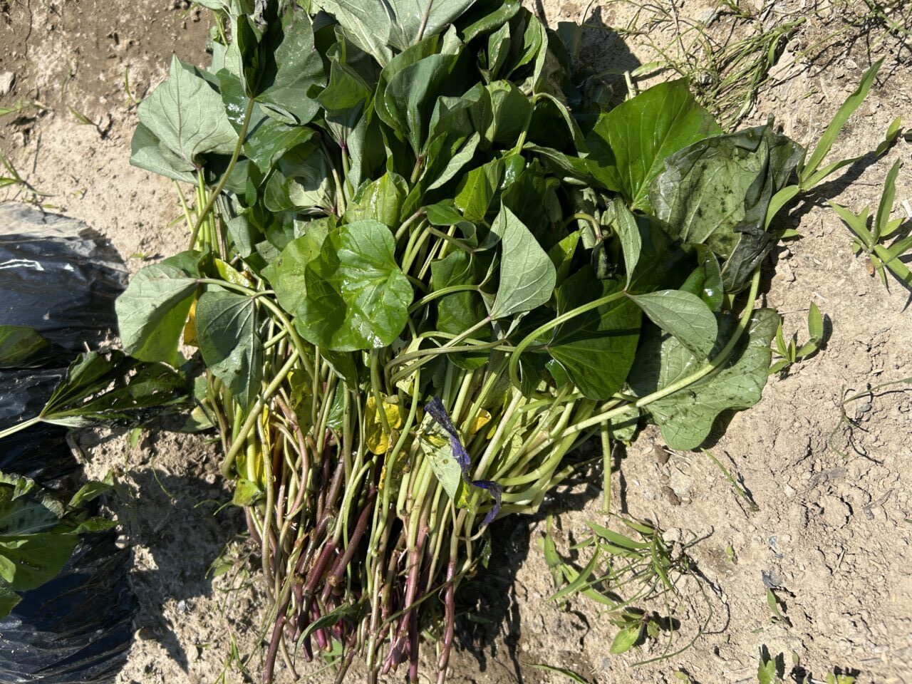 あま市乙之子の畑でこれから植え付けられる青々とした瑞々しいさつまいもの苗の束