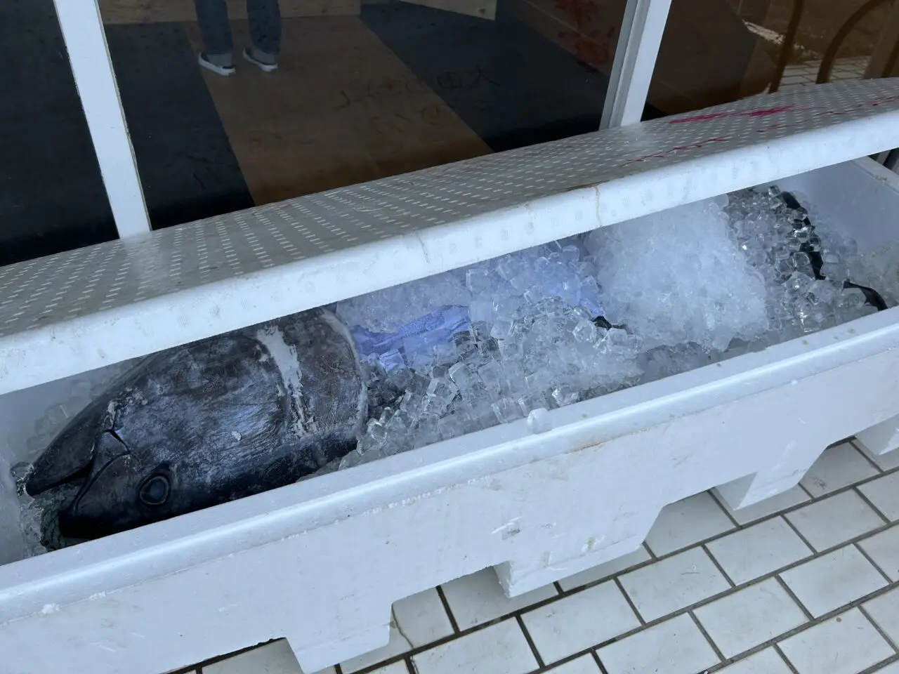 サカナベースあま店の解体ショーに向けて発泡スチロールに氷詰めされた大きな本マグロ