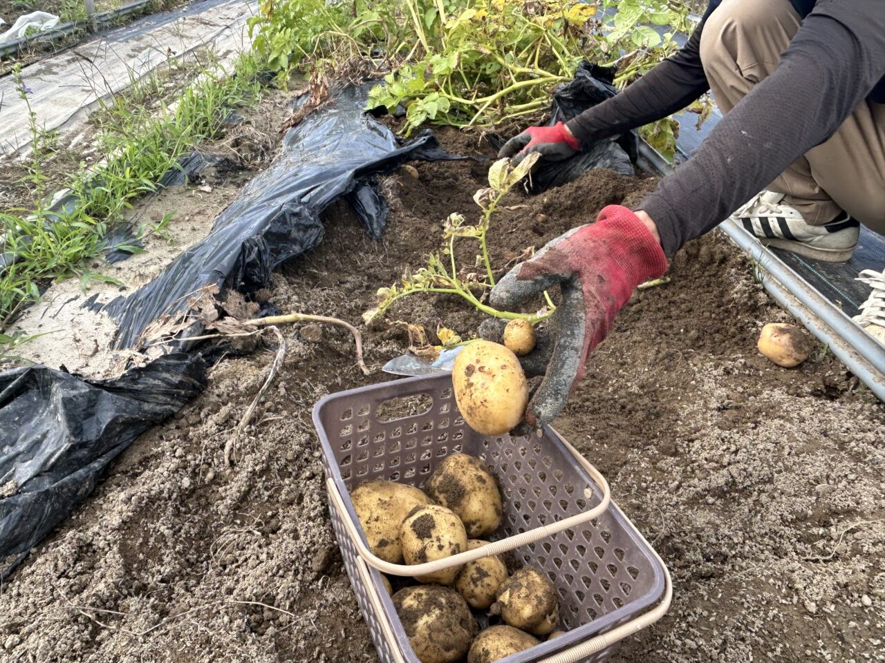 初心者でも手ぶらで野菜づくりができる体験農園HATA-STEP愛西農園の作業風景