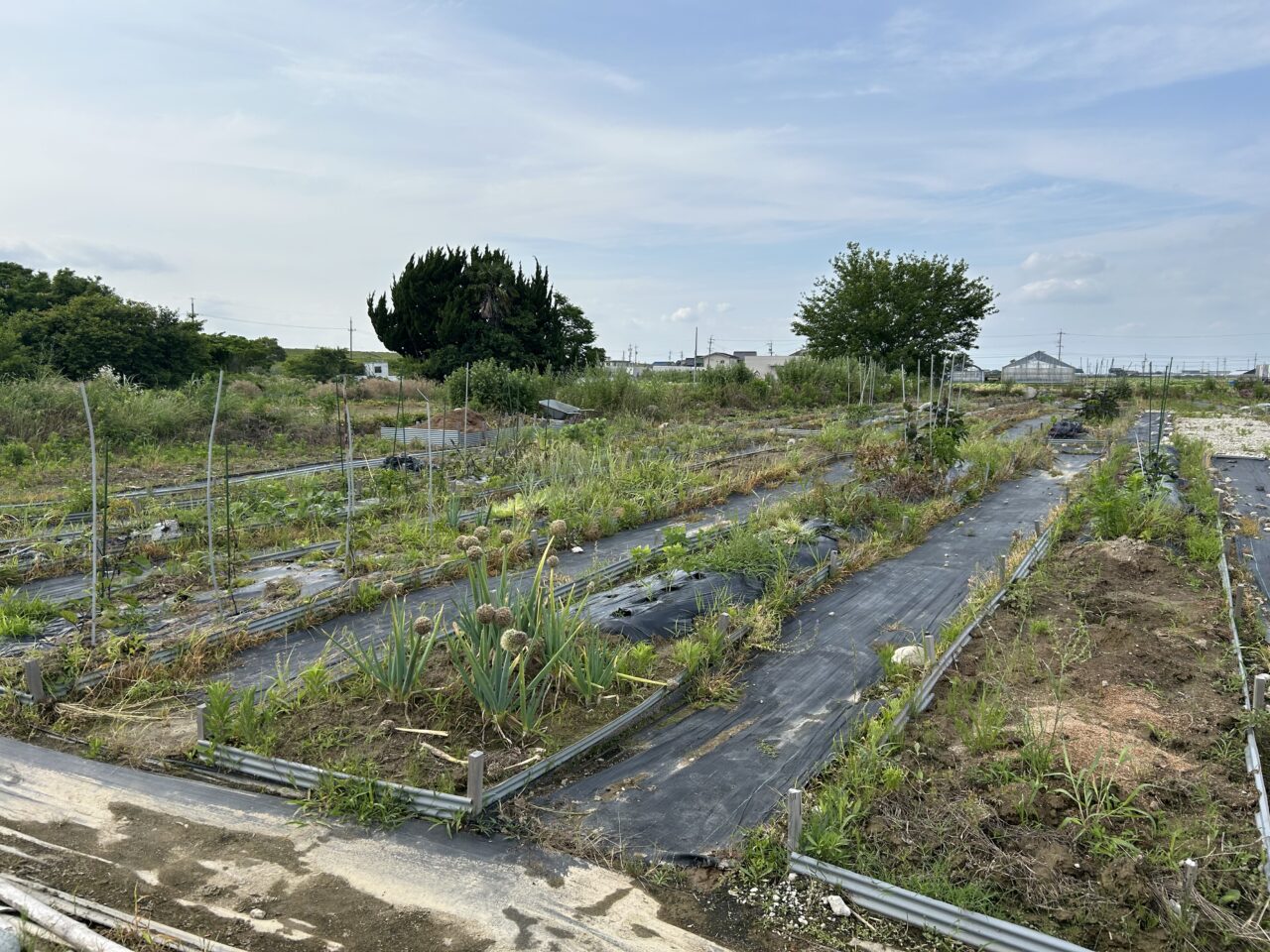 愛西市立田町富安にある体験農園HATA-STEP愛西農園ののびのびとした広大な区画