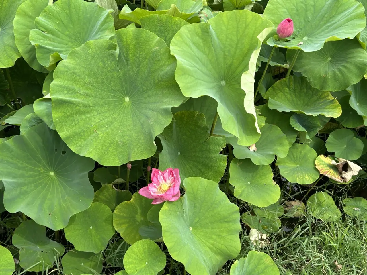 道の駅ふれあいの里HASUパークの花はす田で今シーズン初めて開花した1輪のハスの花