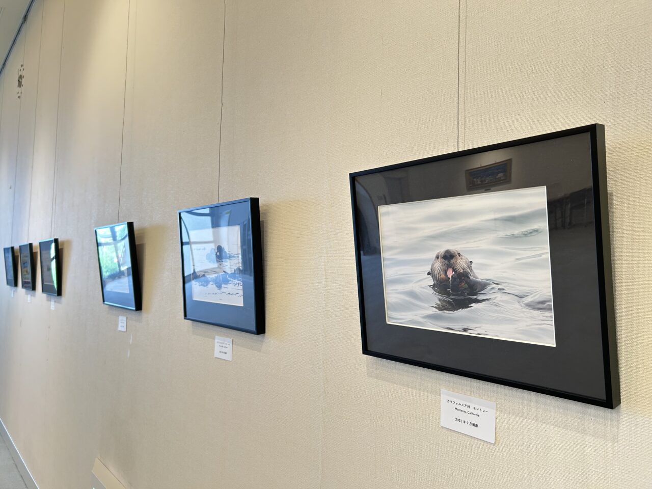 カリフォルニア州モントレーなどで撮影された可愛らしいラッコの写真展示