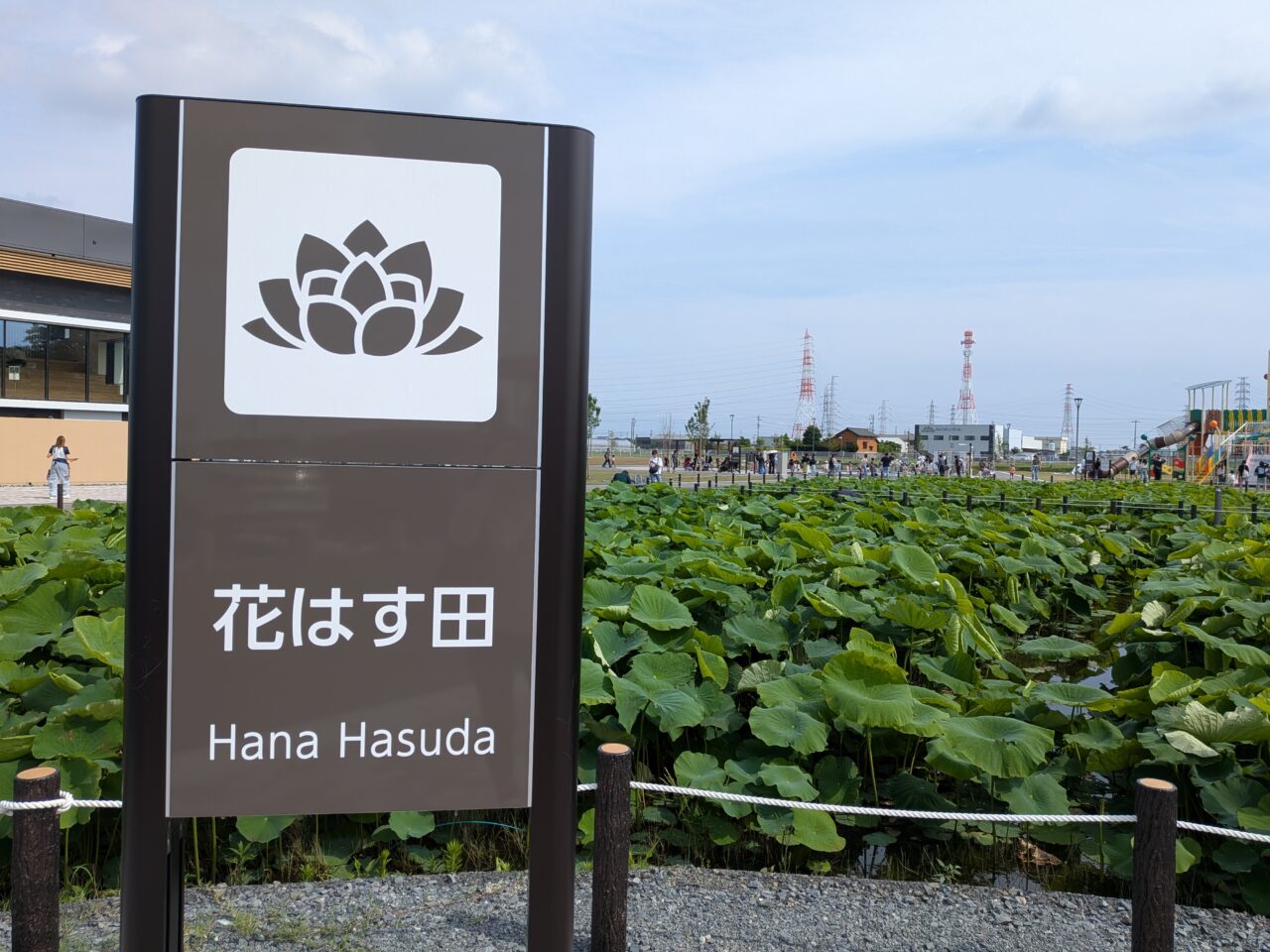 道の駅ふれあいの里HASUパークの広大な花はす田と手前に設置された「花はす田」の案内看板