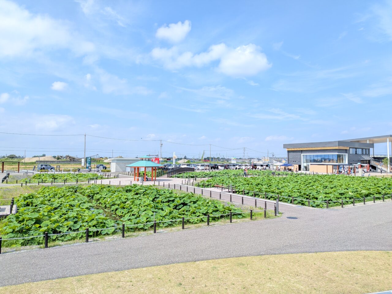 道の駅ふれあいの里HASUパークの花はす田と遊歩道の様子