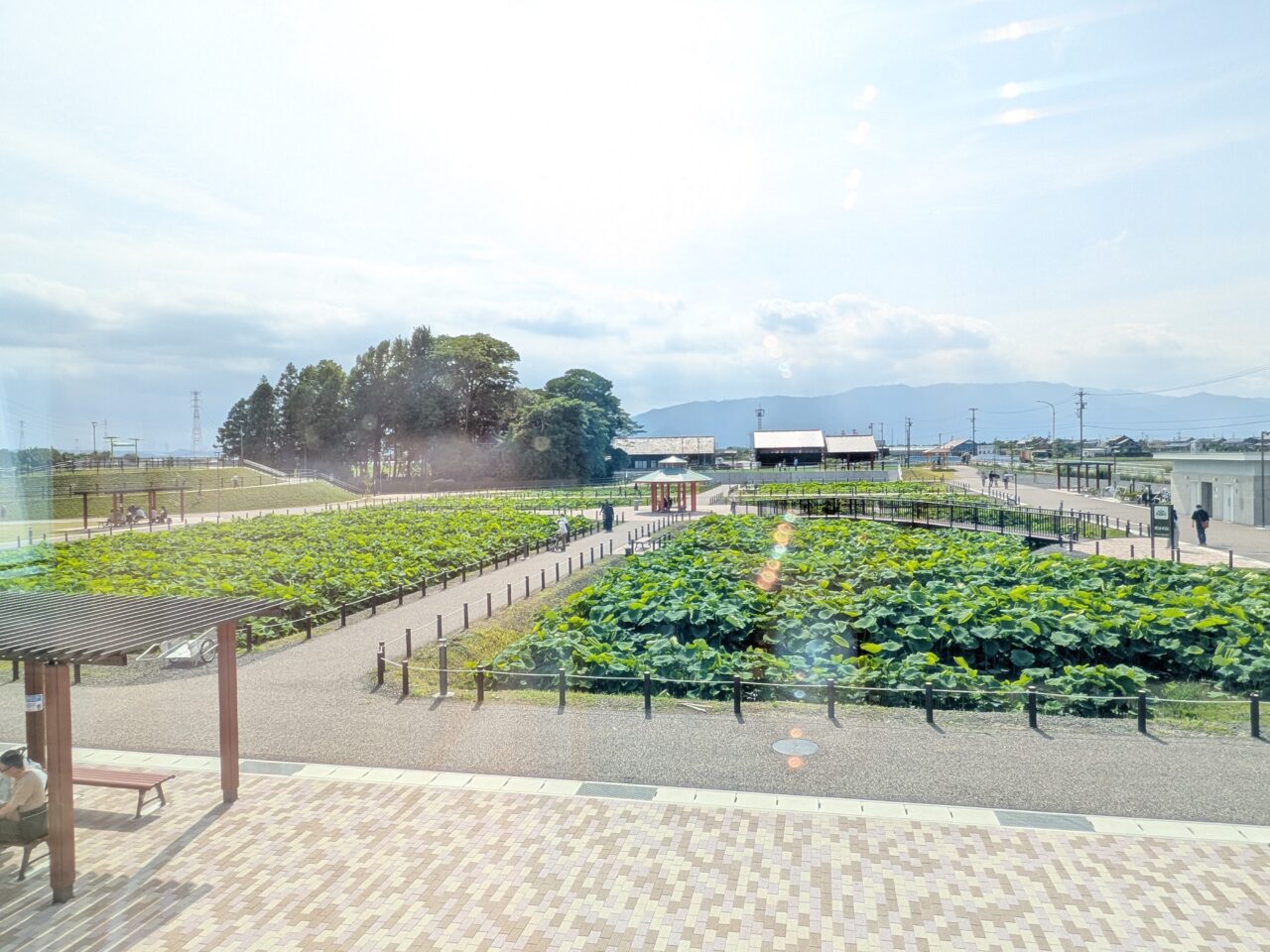 愛知県愛西市森川町にある道の駅ふれあいの里HASUパークの涼しい室内から一望できる、広大な花はす田の様子