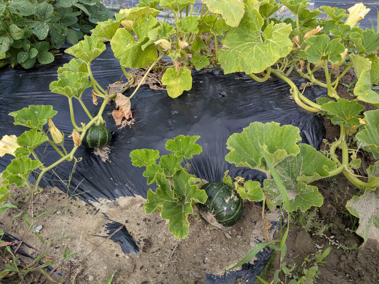 体験農園HATA-STEP愛西農園で栽培されている旬の野菜のかぼちゃがなっている様子