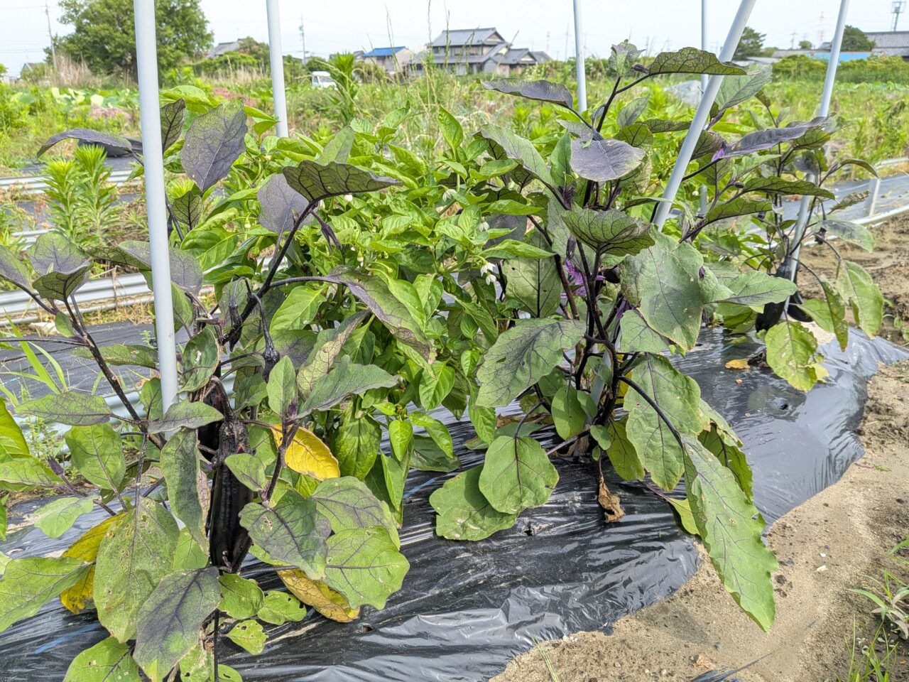 体験農園HATA-STEP愛西農園で栽培されている旬の野菜のナスがなっている様子