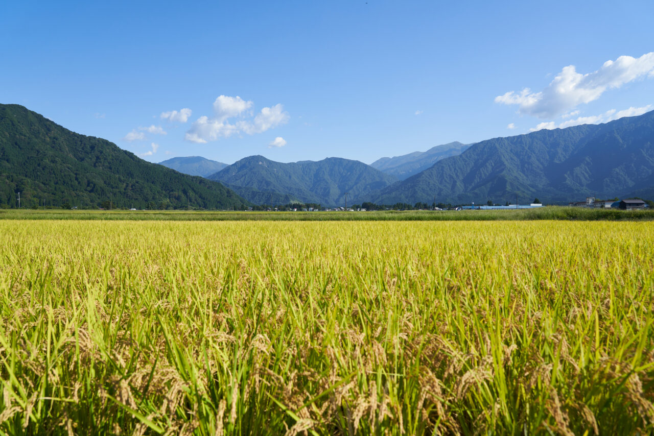 青空のもとで美しく黄金色に実り、奥に壮大な山々が連なる広大な田んぼの風景